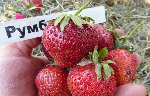 Erdbeerfrucht