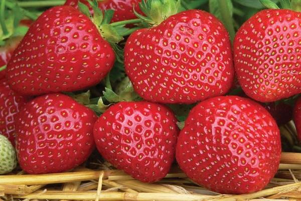  strawberry Sensation