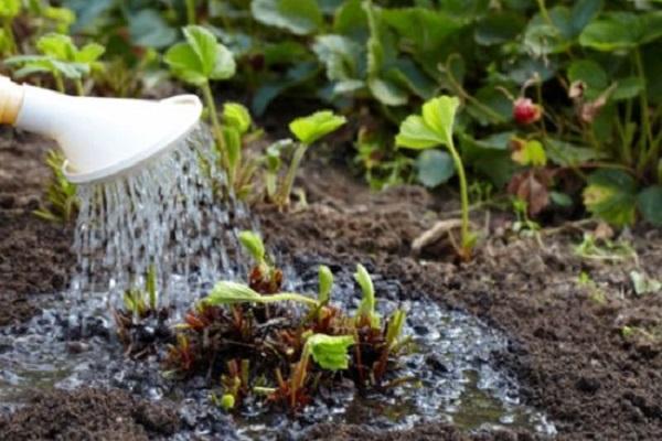 watering plants