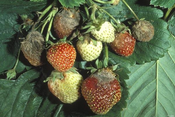 late blight of strawberries