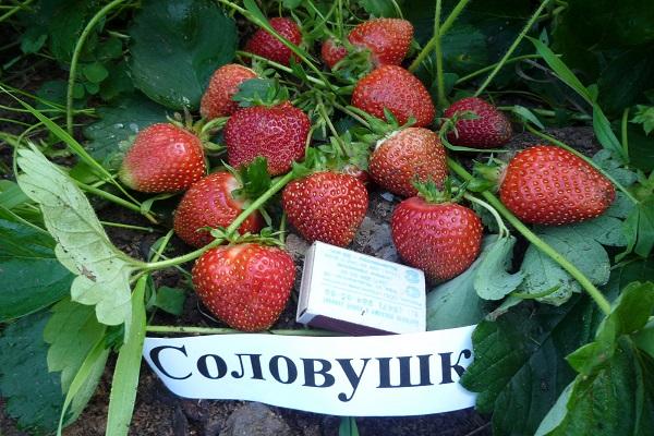 јагода сладак