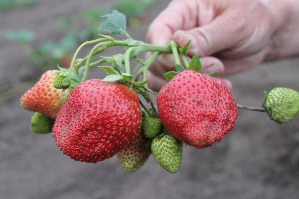 dense berries