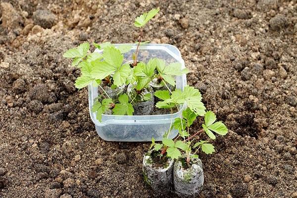 planting material