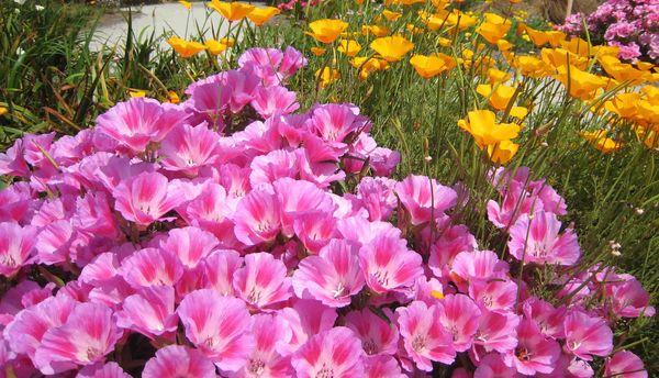 fleurs sur le terrain