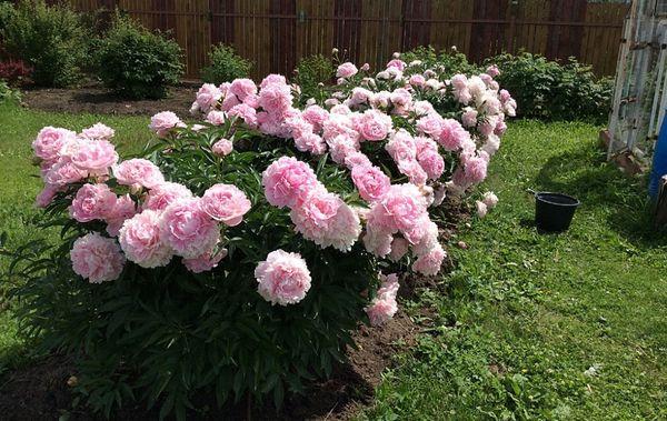 Pfingstrosen im Garten