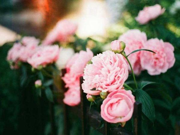 rosa Pfingstrosen