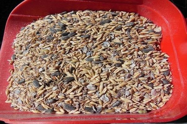 sunflower seeds