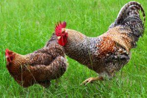 Description and characteristics of Bielefelder chickens, recommendations for keeping