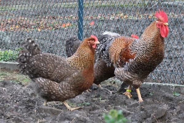 adult hens