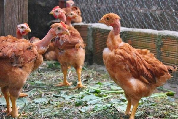 little chickens