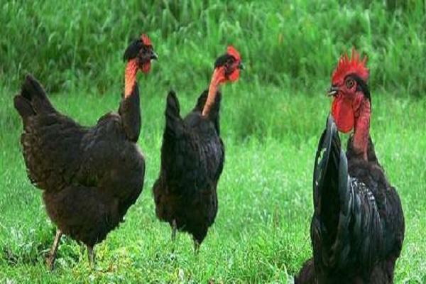 breeding chickens