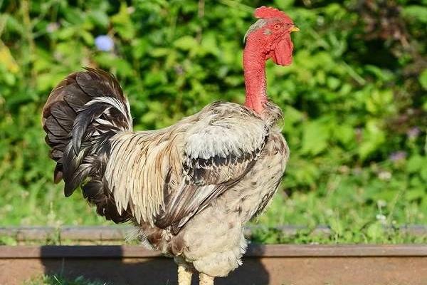passive breed