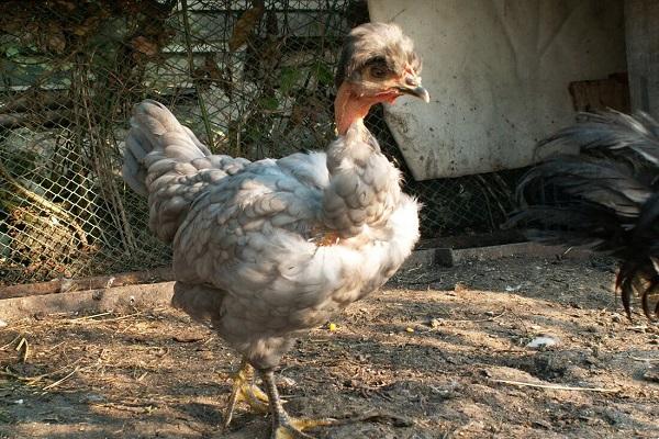 sick chicken
