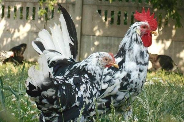 Druh Leghorn