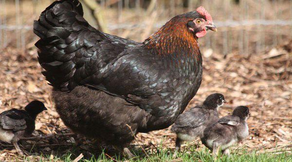 chicken with chicks