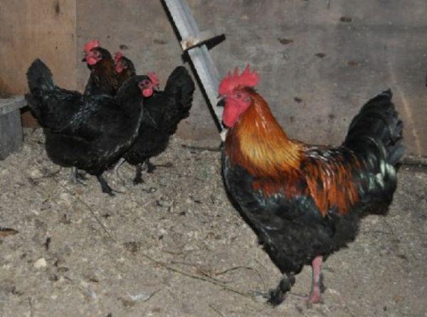 rooster with chickens