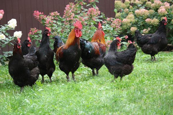 black chickens