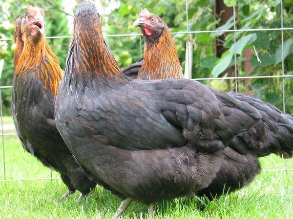 chickens in the field