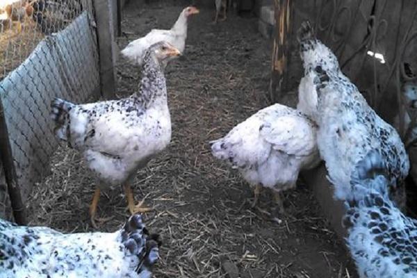chickens