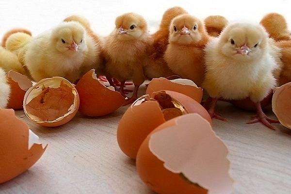 young animals on the table