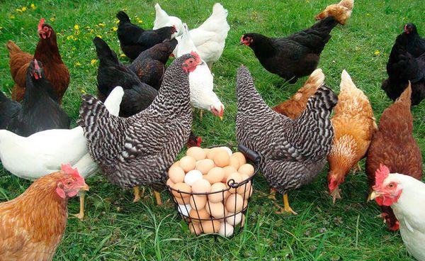 galinhas no quintal
