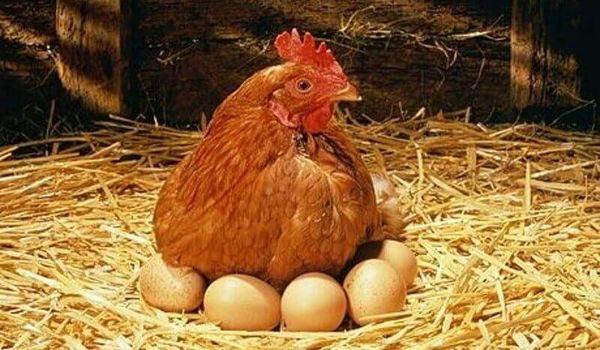 frango com ovos