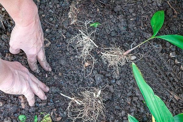 planting a plant