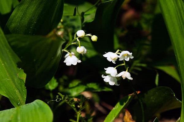 flower nematode