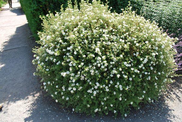 شجيرة Potentilla