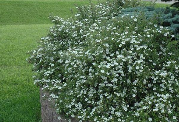 Potentilla في الحديقة