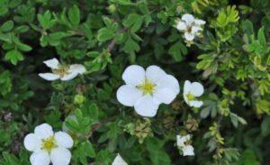 ميزات ووصف شجيرة Abbotswood Potentilla وزرعها ورعايتها