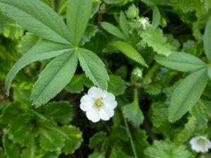 Pflanzen und Pflegen von weißem Cinquefoil auf freiem Feld, Anbau und Fortpflanzung