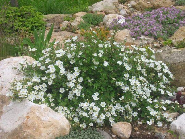 Strauch Cinquefoil