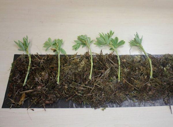 Sprossen von Potentilla