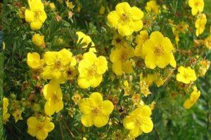 Beschreibung der Potentilla-Sorten Goldfinger, Pflanz- und Pflegeregeln