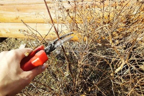 κόψτε τον θάμνο
