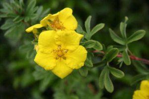 وصف شجيرة Potentilla Goldstar ، زراعة ورعاية