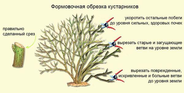 تقليم Potentilla