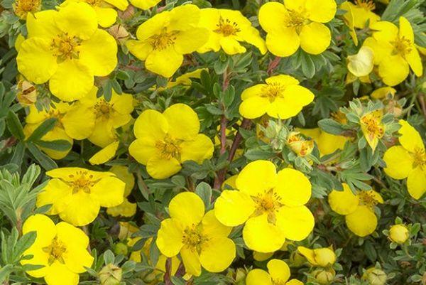 المزهرة Potentilla