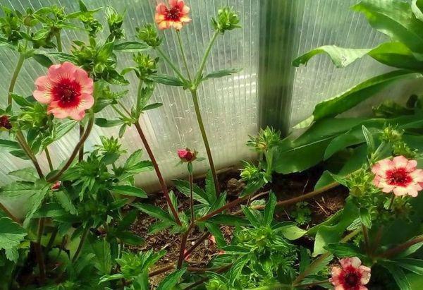 Cultivo de Potentilla