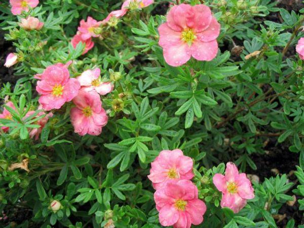 φροντίδα για το cinquefoil