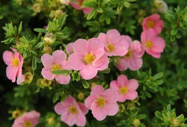 Ροζ cinquefoil