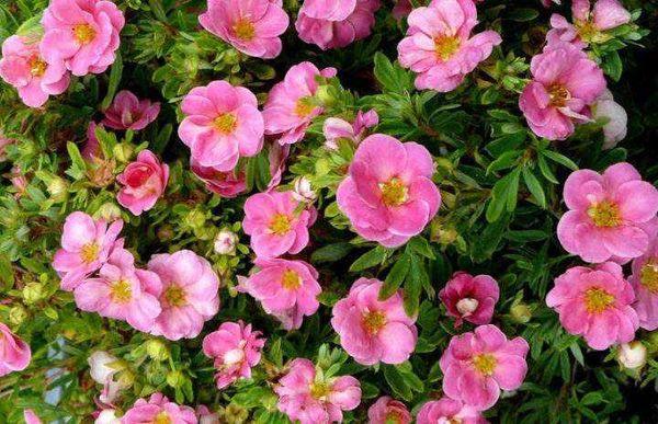 Potentilla θάμνος