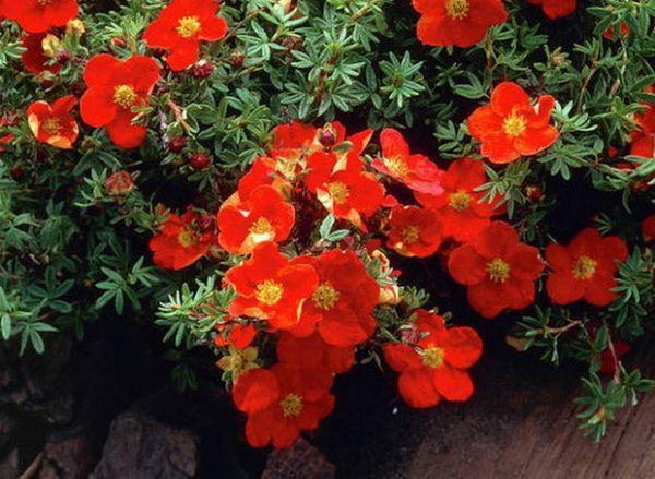 Θάμνος cinquefoil