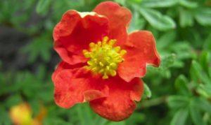 وصف وزراعة شجيرة Potentilla متنوعة الجليد الأحمر والغرس والرعاية