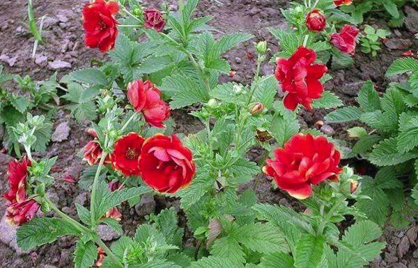Υβριδικό cinquefoil