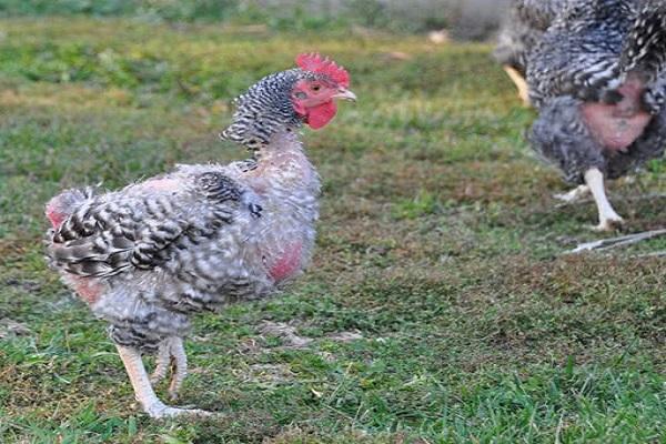 adult chicken