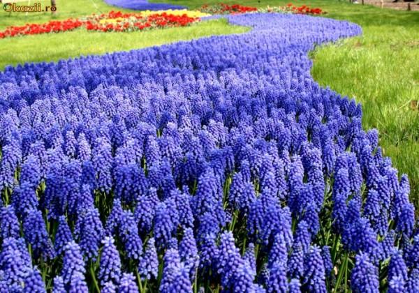muscari v záhrade
