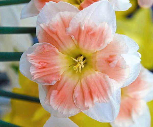 flower daffodil