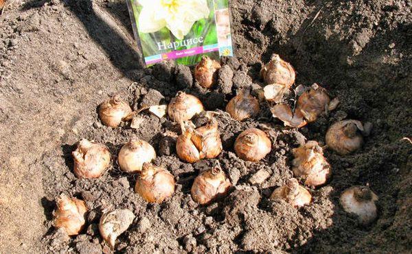 daffodil tubers